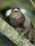 Buy White Tufted-Eared Marmoset, Tijuca National Park, Brazil at AllPosters.com