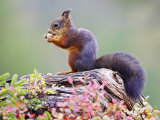Red Squirrel, Adult on Fallen Log Eating a Hazelnut, Norway