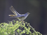 Cuckoo, Adult Male Perched on Larch in Spring, Scotland