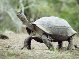 Buy Giant Tortoise, Birds Picking Ticks, Isabella Island, Galapagos at AllPosters.com