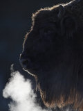 European Bison, Close-up Portrait of Adult Female Showing Backlit Breath (Captive), Scotland