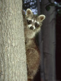Buy Raccoon, Province of Quebec, Canada at AllPosters.com
