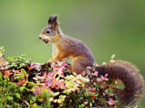 Red Squirrel, Portrait of Adult on Fallen Log with Nut in Mouth, Norway