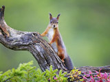 Red Squirrel, Portrait of Adult on Fallen Log in Autumnal Forest, Norway