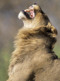 African Lion, Male Showing Flehmen Grimace, Botswana Photographic Print