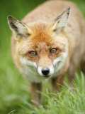 Red Fox, Portrait of Red Fox in Long Green Grass, Sussex, UK