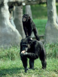 Chimpanzee, Baby Stands on Mothers Back, Zoo Animal