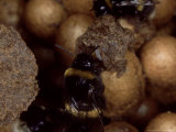 Buy Bumble Bees, Inspecting Eggs in Nest, UK at AllPosters.com