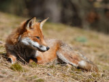 Red Fox, Young Male Fox Sun-Bathing, Lancashire, UK