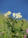 Buy Hogweed, St. Justinians, UK at AllPosters.com