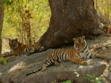 Buy Bengal Tiger, 11 Month Old Cubs, Madhya Pradesh, India at AllPosters.com