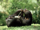 Malayan Sun Bear, Playing, Zoo Animal