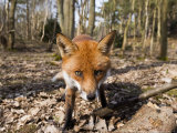 Red Fox, Close up Wide Angle View of Young Male Fox, Lancashire, UK
