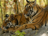 Bengal Tiger, 11 Month Old Cubs, Madhya Pradesh, India