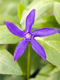 Buy Greater Periwinkle, Vinca Major Variety Oxyloba at AllPosters.com