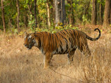 Buy Bengal Tiger, Male Walking in Grass, Madhya Pradesh, India at AllPosters.com