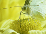 Buy Cabbage White Butterfly, Pieris Brassicae at AllPosters.com