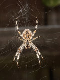 Buy Garden Spider on Web from Below, Middlesex, UK at AllPosters.com