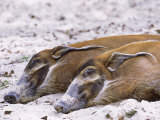 Red River Hog, Resting Pair, Zoo Animal