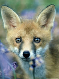 Red Fox, Close up of Young Fox Looking Through Long Grass, UK