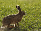 Buy Brown Hare, Backlit Brown Hare in Green Grass, Lancashire, UK at AllPosters.com