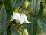 Buy Climber, Clematis Urophylla at AllPosters.com