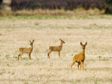 Buy Roe Deer, Doe and Two Fawns in Fallow Field, UK at AllPosters.com