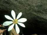 Buy Bloodroot, Michigan at AllPosters.com