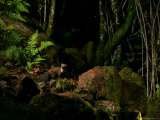 Buy Pine Marten at Night, the Highlands, Inverness-Shire at AllPosters.com