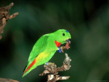 Buy Blue-Crowned Hanging Parrot, Male Eating, Zoo Animal at AllPosters.com