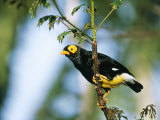 Buy Yellow-Faced Mynah, Zoo Animal at AllPosters.com