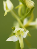 Buy Lesser Butterfly Orchid, Close-up of Flower, Oxfordshire, UK at AllPosters.com