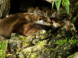 Pair of Otters Curled up at Base of a Willow Tree, Earsham, UK