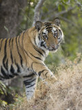 Buy Bengal Tiger, Portrait of Young Male, Madhya Pradesh, India at AllPosters.com