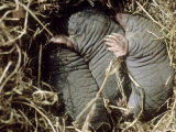 Moles, Young in Nest, UK