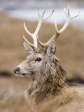 Buy Highland Red Deer, Portrait of Stag, the Highlands, Scotland at AllPosters.com