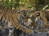 Bengal Tiger, 6 Month Old Cub and Tigress, Madhya Pradesh, India