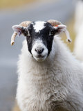 Buy Portrait of Sheep, Scotland at AllPosters.com