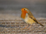 Robin, Standing, Hampshire, UK