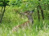 Buy Roe Deer, Buck Reaching up to Eat Spring Leaves, Sussex, UK at AllPosters.com