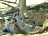 Meerkats, Resting in the Shade, Kalahari Photographic Print