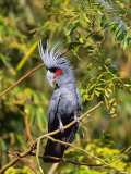 Black Palm Cockatoo, Crest Erect, Zoo Animal