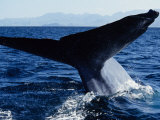 Blue Whale, Flukes, Baja California, Mexico