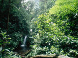 Buy Monteverde Cloud Forest, Costa Rica at AllPosters.com