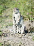 Buy South African Ground Squirrel, Male in Breeding Condition, Central Kalahari Game Reserve, Botswana at AllPosters.com