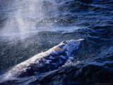 Grey Whale, Blowing, Baja Califo