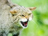 Buy Wild Cat, Portrait of Captive Adult in Aggressive Pose, UK at AllPosters.com