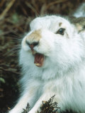 Mountain Hare or Blue Hare, Yawning and Stretching, Scotland, UK Photographic Print