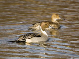Buy Pintail, Breeding Pair, UK at AllPosters.com