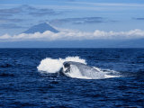 Blue Whale, Porpoising, Azores, Portugal